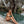 Monik Bikini Bottom
